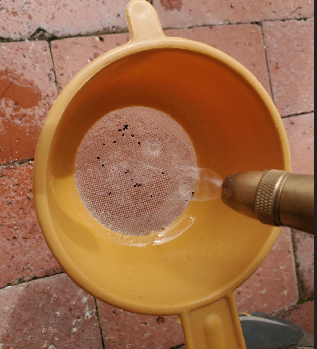 cactus seeds being rinsed