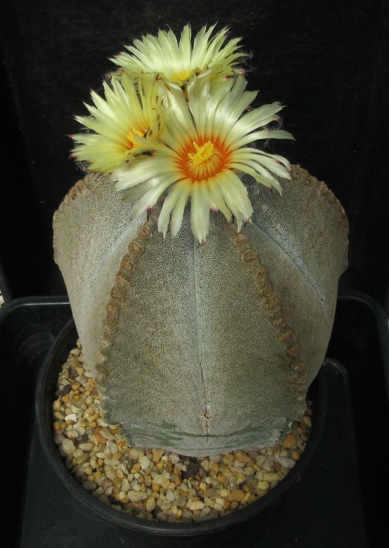 Astrophytum coahuilense