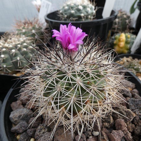 Turbinicarpus horripilus 01 23031501.JPG