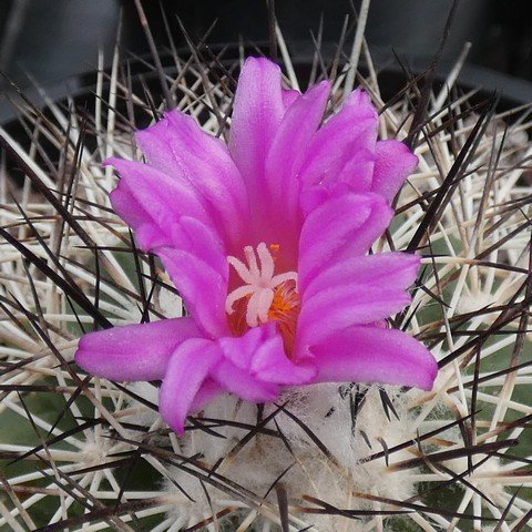 Turbinicarpus horripilus 01 23031502.JPG