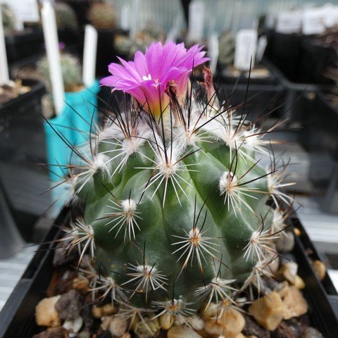 Turbinicarpus viereckii HK377 var neglectus 01 23031101.JPG