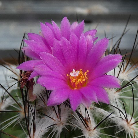 Turbinicarpus viereckii HK377 var neglectus 01 23031102.JPG