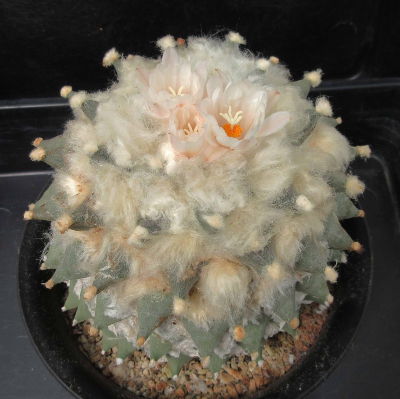 A. retusus v bicolor