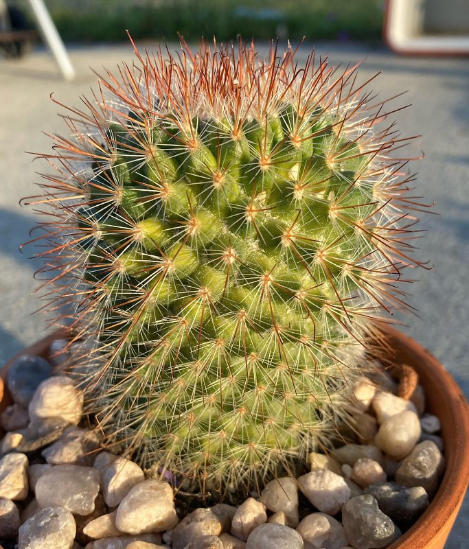 Mammillaria 3sm.jpg