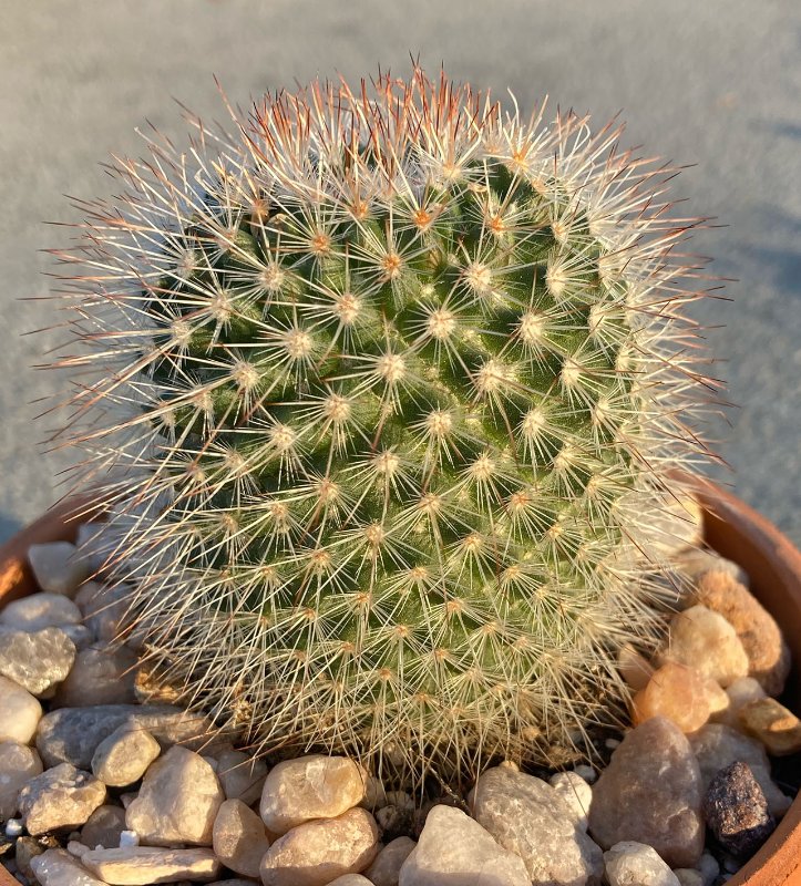 Mammillaria 4sm.jpg