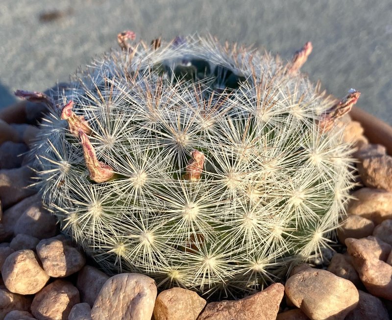 Mammillaria 5sm.jpg