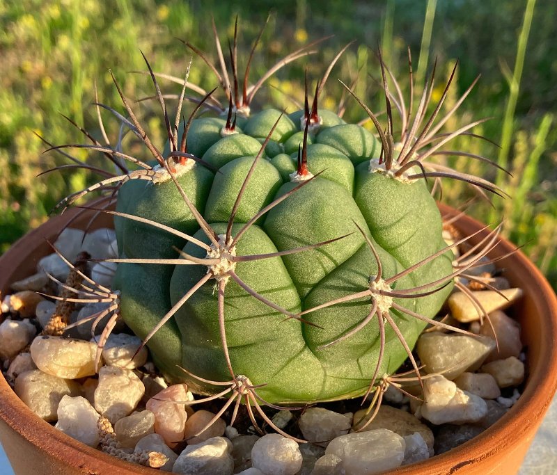 Gymnocalycium saglionis sm.jpg