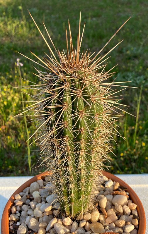 Pachycereus pringlei sm.jpg