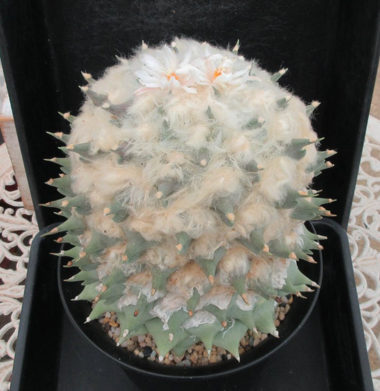 A. retusus