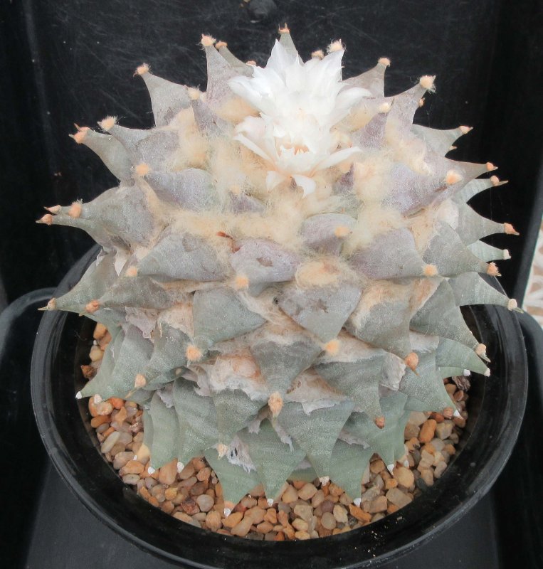 A. retusus