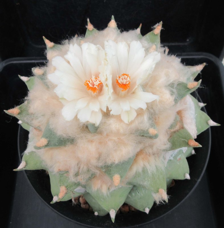 A. retusus v furfuraceus