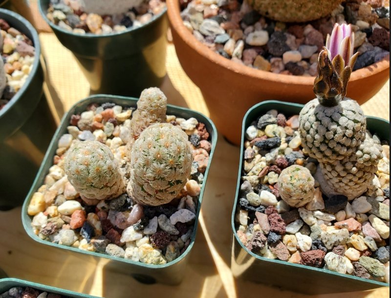 Mammillaria theresae