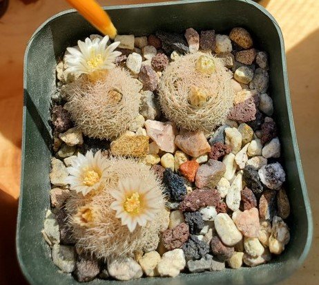 Mammillaria roseocentra