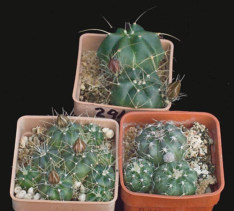 seedlings.jpg