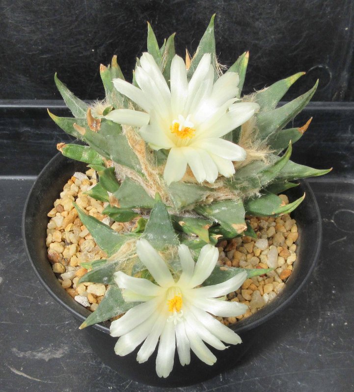 A. trigonus