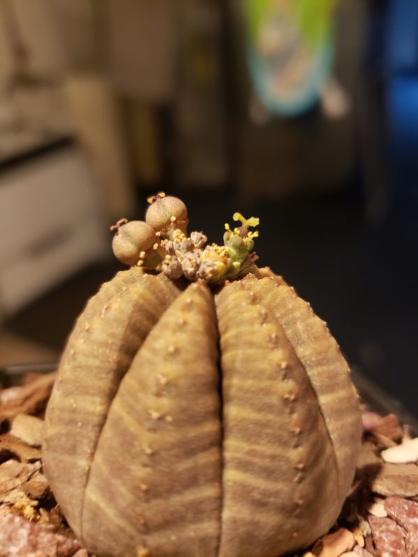 E. obesa with complete flowers