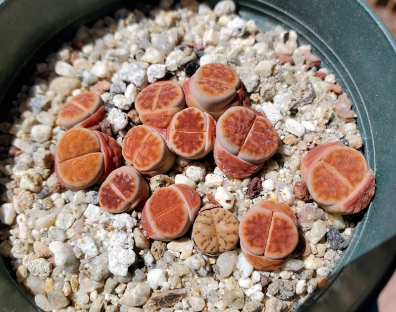 Lithops karasmontana var. lateritia