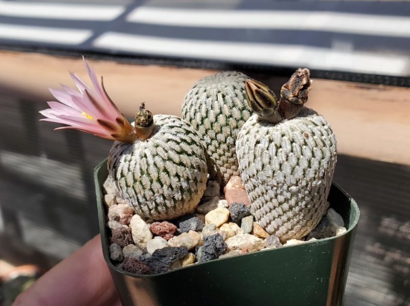 Turbinicarpus pseudopectinatus