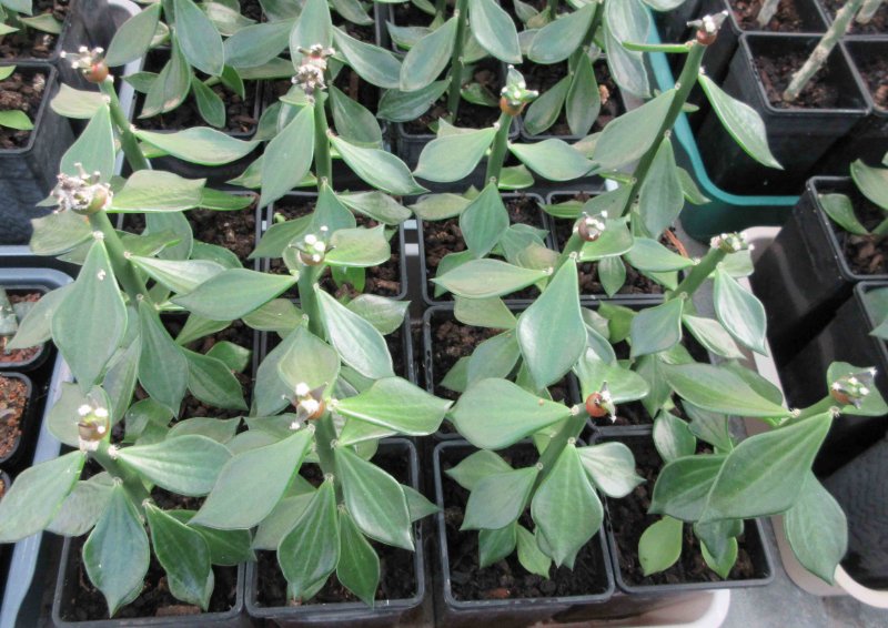 Grafted ariocarpus retusus cv Suguri cauliflower