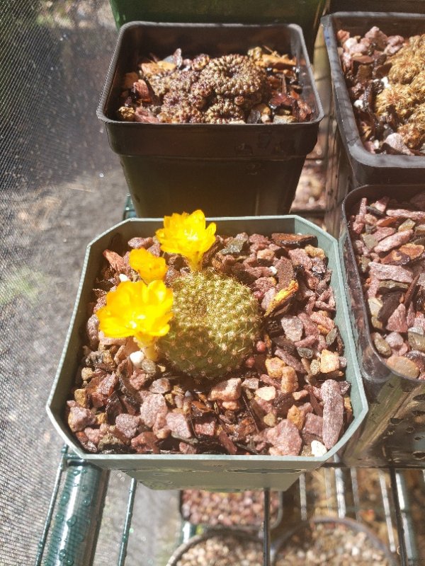 Rebutia species (marsoneri?)