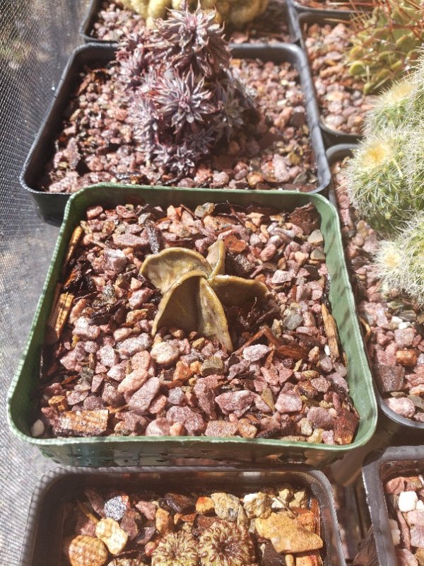Astrophytum myriostigma f. nudum