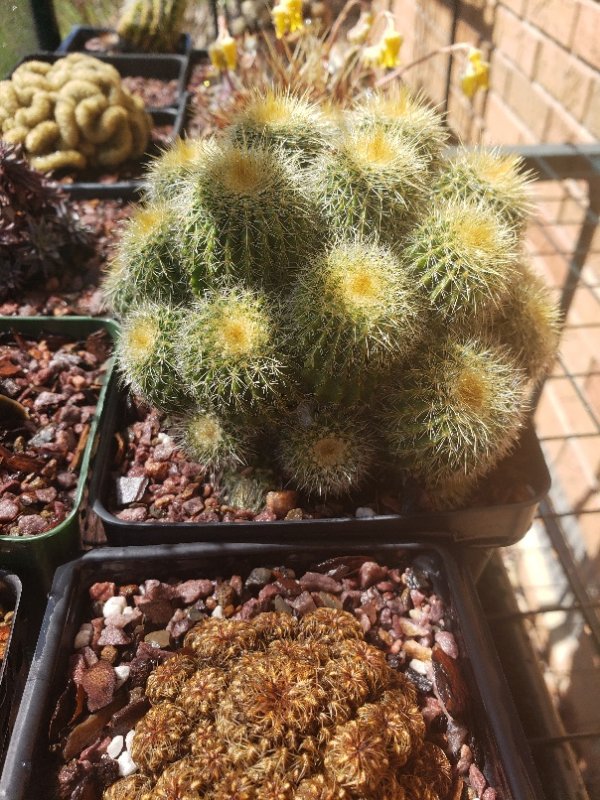 Parodia species (No ID)