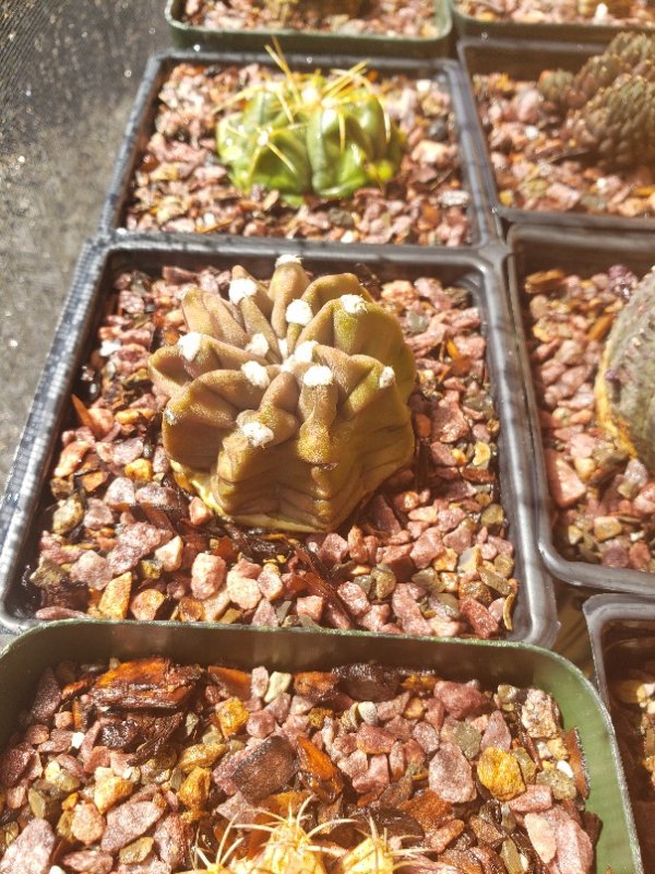 Echinopsis subdenudatum 'Dominoes'