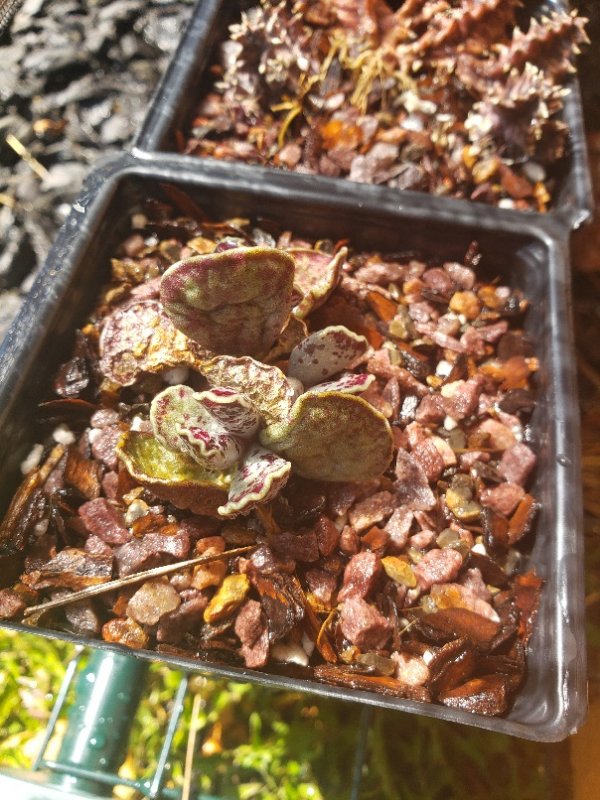 Adromischus cooperi