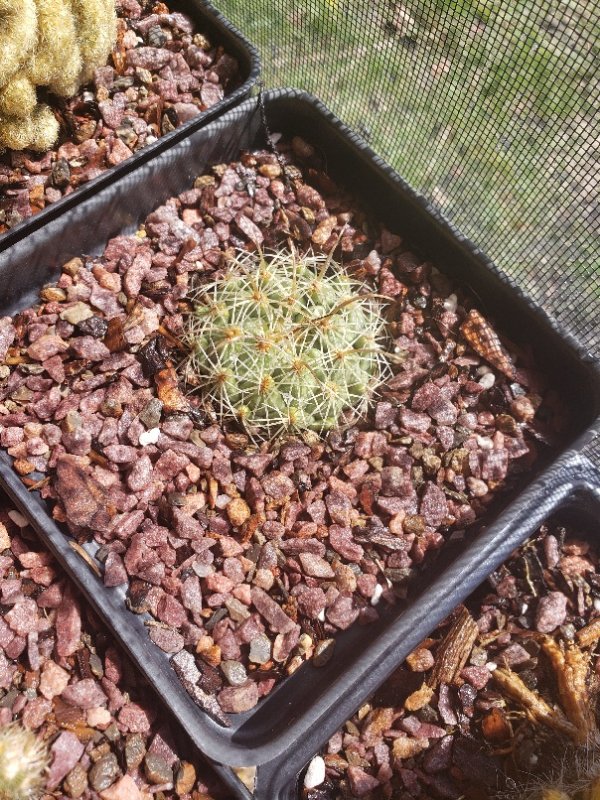 Coryphantha compacta or C. cornifera