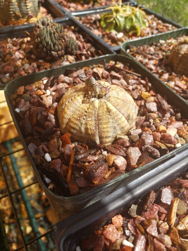 E. obesa female