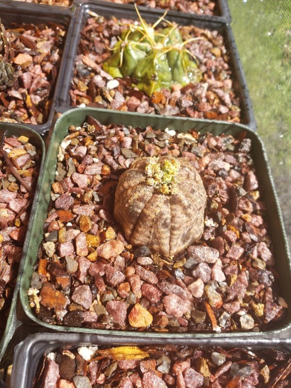 E. obesa male