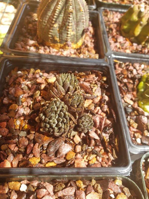 Sinocrassula yunnanensis