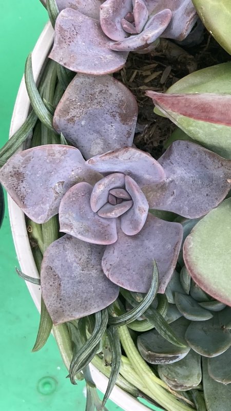 Graptoveria?