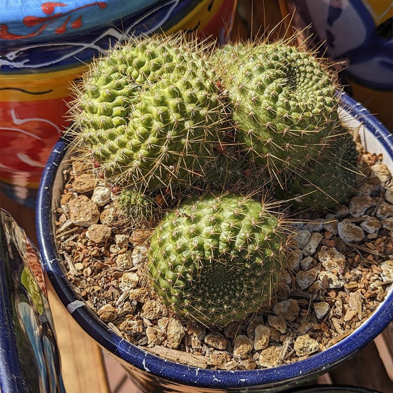 Rebutia.jpg