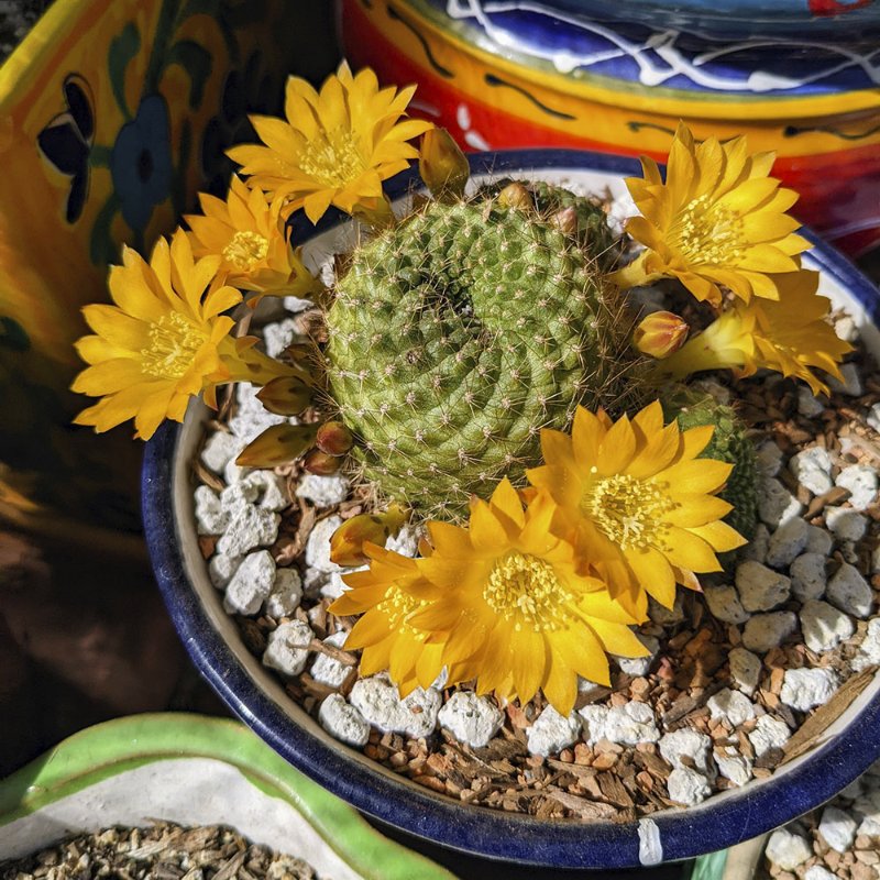 Rebutia Flowers.jpg