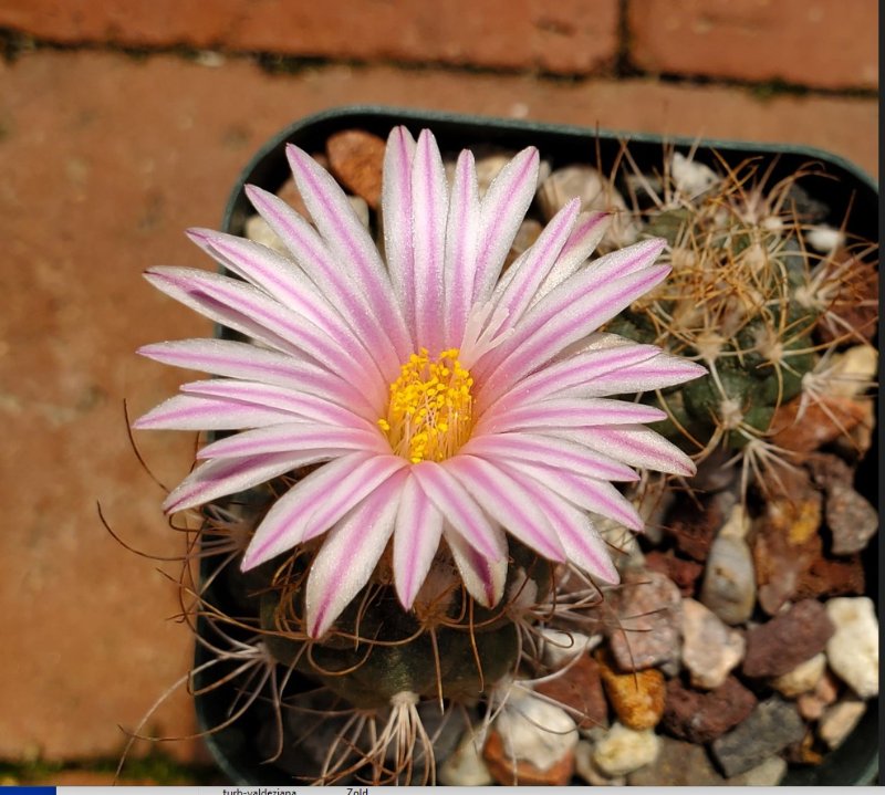 turbinicarpus pseudomacrochele