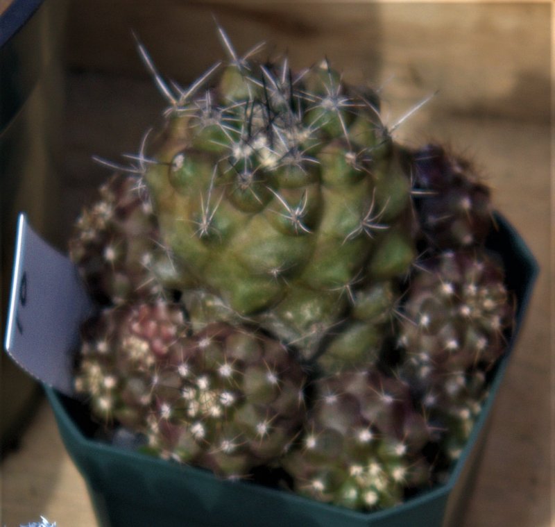 2023-4-4 Copiapoa humilis CCSS show.jpg