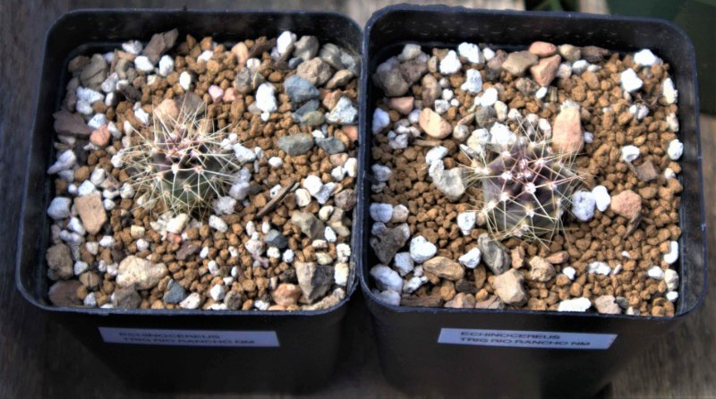 rsz 2023-4-4 Echinocereus triglochidiatus Rio Rancho NM CCSS Show.jpg