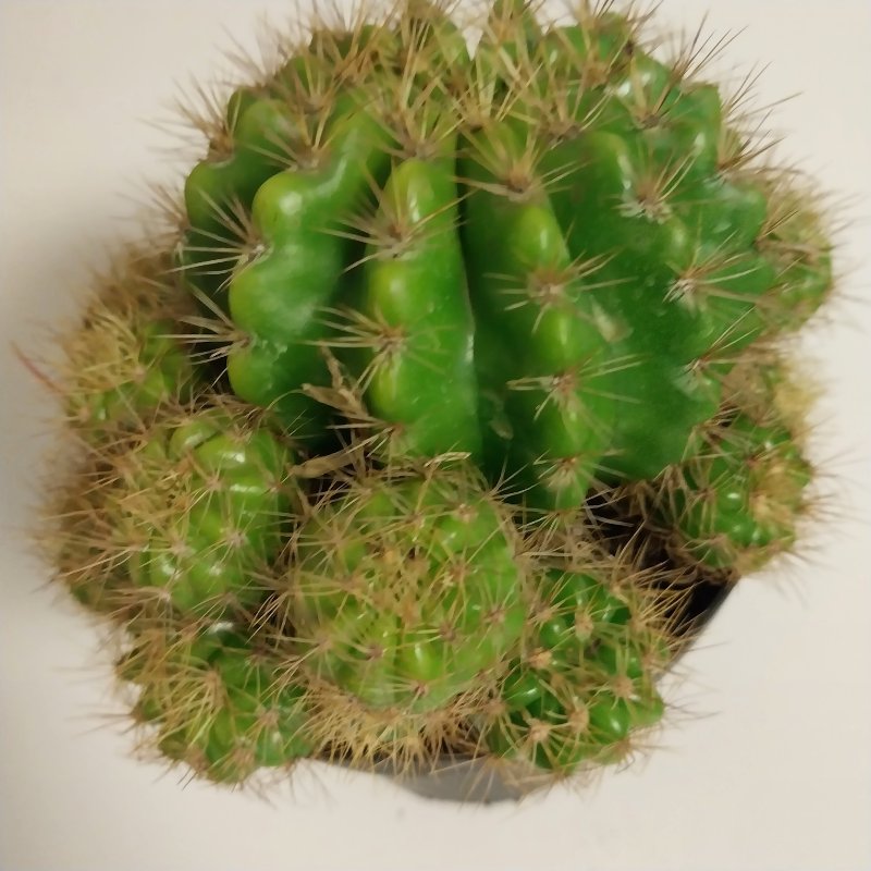 cacti-4_50.jpeg