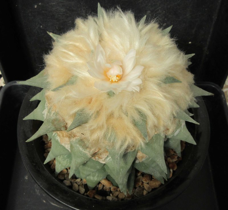 A. retusus cv Shinkawa Zouge