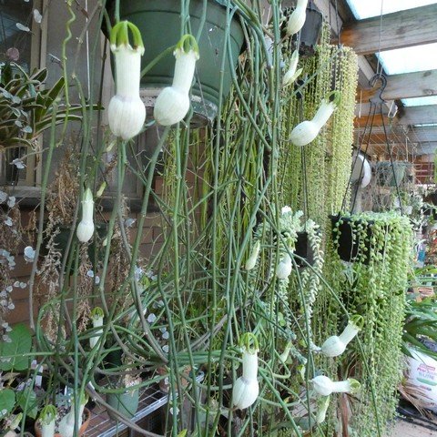 Ceropegia ampliata 23041901.JPG