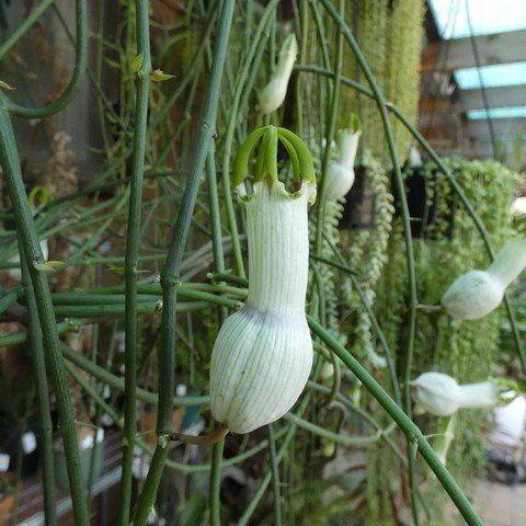 Ceropegia ampliata 23041902.JPG