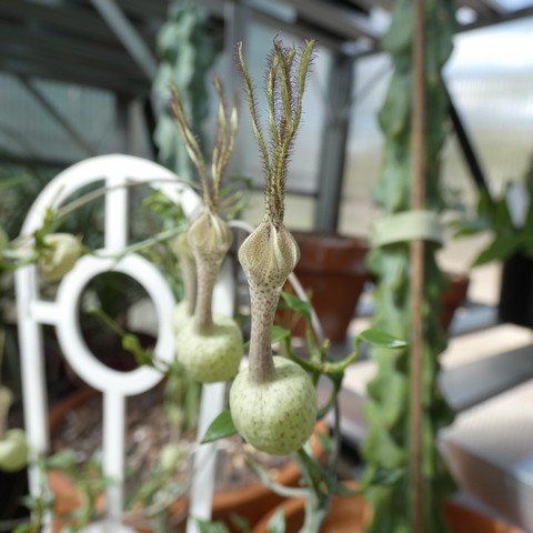 Ceropegia simoneae 23041902.JPG