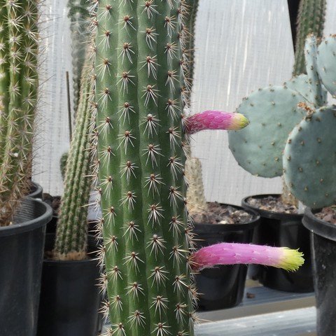 Cleistocactus ferrarii 23041901.JPG