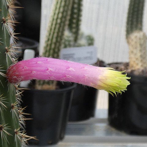 Cleistocactus ferrarii 23041902.JPG