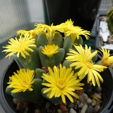 Conophytum bilobum 23041901.JPG