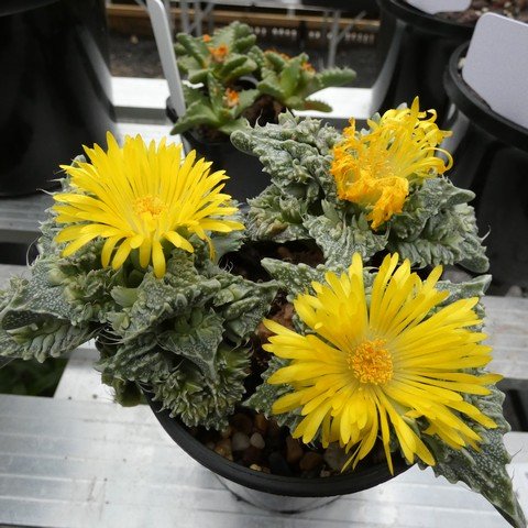 Faucaria felina ssp tuberculosa cv Super Warty 23041901.JPG