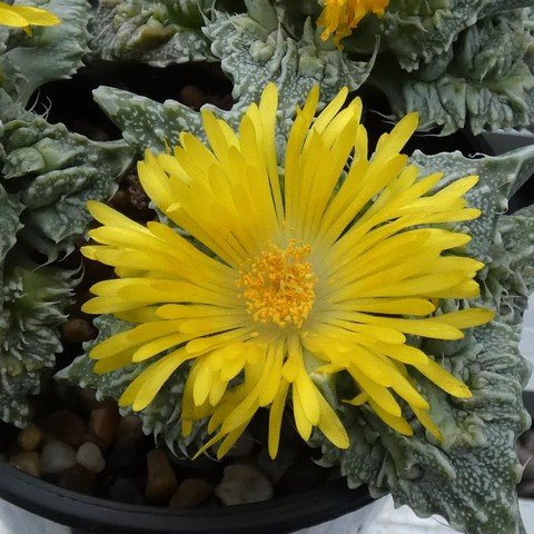 Faucaria felina ssp tuberculosa cv Super Warty 23041902.JPG