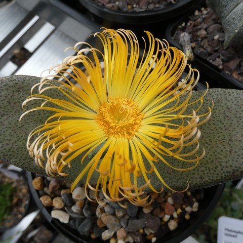 Pleiospilos bolusii 23041902.JPG