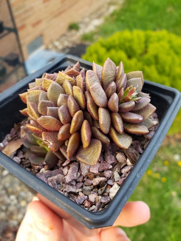 A. rufescens, thinking about flowering